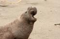 Elephant Seals